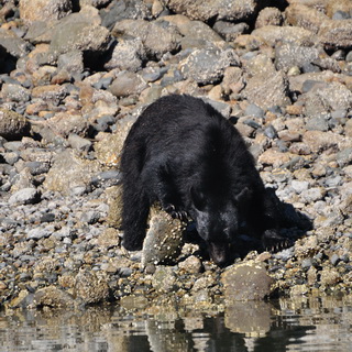 Tofino - Black bear